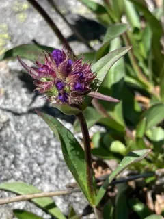 Washington Beardtongue thumbnail 1