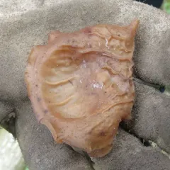 Auricularia angiospermarum thumbnail 4