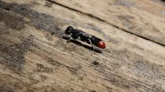 Orussus terminalis thumbnail 2