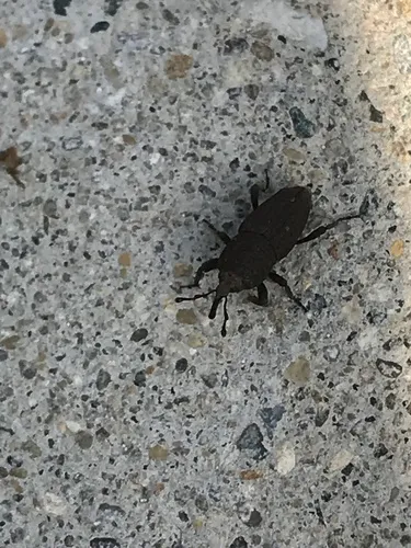 Lesser Billbug