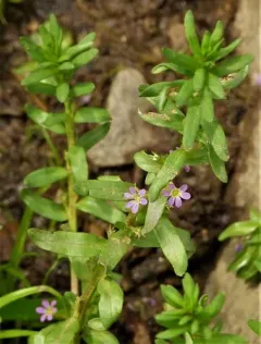Hyssop Loosestrife thumbnail 4