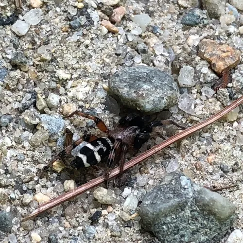 Variegated Ground Spider