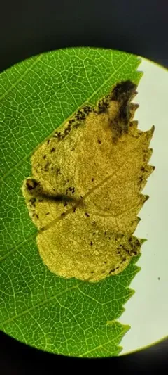 Curved Birch Mining Sawfly thumbnail 2