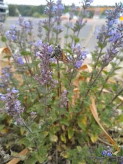 Nevada Skipper thumbnail 3