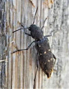 Xylotrechus mormonus thumbnail 3