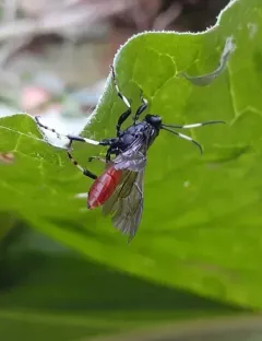 Ichneumon devinctor thumbnail 4