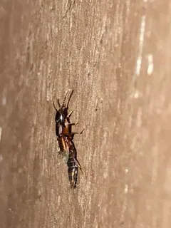 Achenomorphus corticinus thumbnail 2