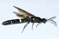 Rose Shoot Sawfly thumbnail 1