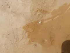 Corophium volutator thumbnail 3