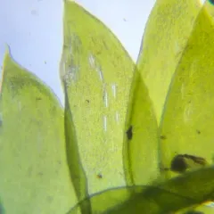 Toothed Plagiothecium Moss thumbnail 4