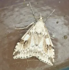 Washington Udea Moth thumbnail 2