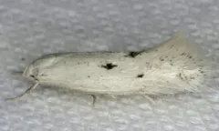Elachista orestella thumbnail 3