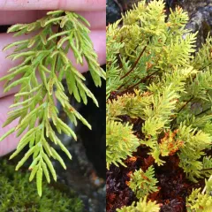 serpentine fern thumbnail 3