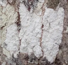 Frosted Rim-lichen thumbnail 1