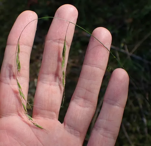 crinkle-awn fescue