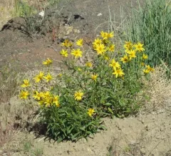 Cusick's Sunflower thumbnail 4