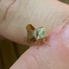 Sycamore Treehopper thumbnail 1