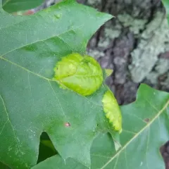 Oak Leaf Blister thumbnail 2
