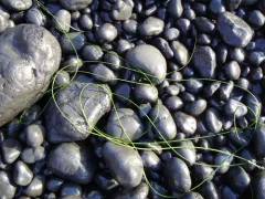 Torrey's Surfgrass thumbnail 4