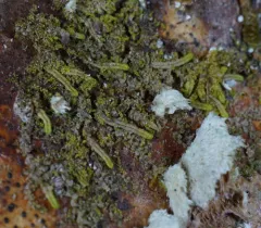 Radula bolanderi thumbnail 4