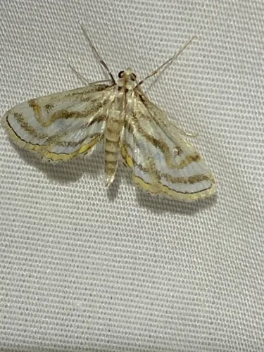 Parapoynx curviferalis