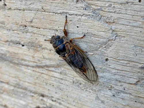 Okanagana oregona