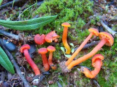 Vermilion Waxcap thumbnail 5