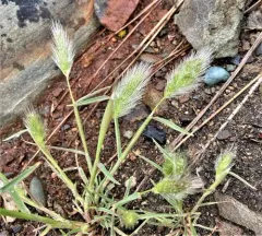 rabbitfoot grass thumbnail 2