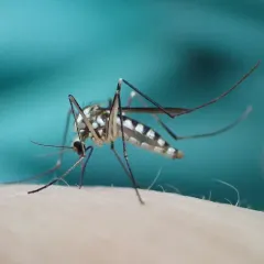 Eastern Treehole Mosquito thumbnail 2