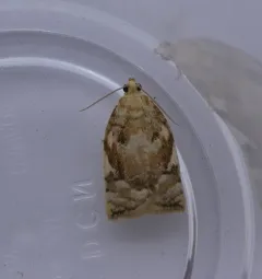 Oak Leafroller Moth thumbnail 2