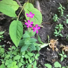 Sweet William Catchfly thumbnail 4