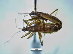 Nabis americolimbatus thumbnail 4