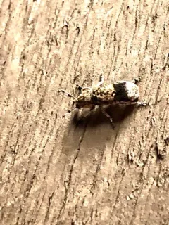 Japanese Fungus Weevil thumbnail 3