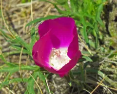 winecup mallow thumbnail 3