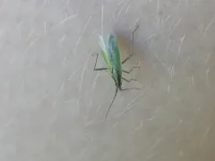 Stenodema pilosipes thumbnail 3