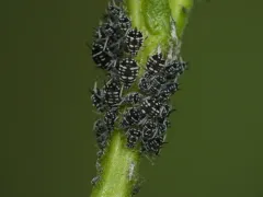Spotted Poplar Aphid thumbnail 3