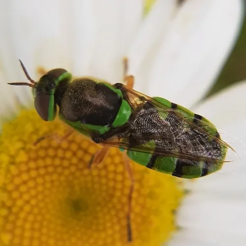Odontomyia cincta