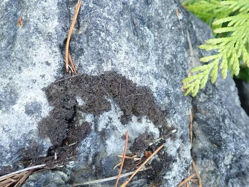 Rose-petalled Jellyskin Lichen