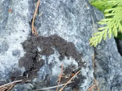 Rose-petalled Jellyskin Lichen thumbnail 1