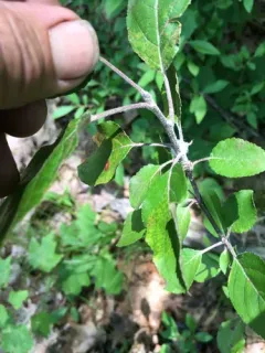 Woolly Apple Aphid thumbnail 4