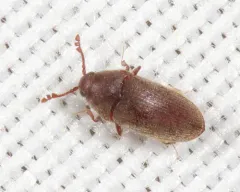 Trixagus chevrolati thumbnail 2