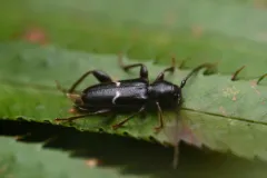 Phymatodes vulneratus thumbnail 2