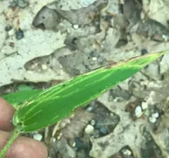 Grass Sheathminer Fly thumbnail 3