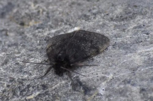 Parabarrovia ogilviensis