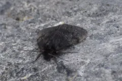 Parabarrovia ogilviensis thumbnail 1