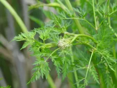 Milk Parsley thumbnail 4