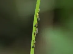 Aphis saniculae thumbnail 1