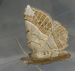 Brown-bordered Geometer Moth thumbnail 2