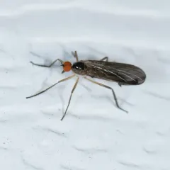 Long-tailed Dance Fly thumbnail 3