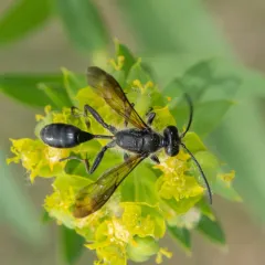 Mexican Grass-carrying Wasp thumbnail 3